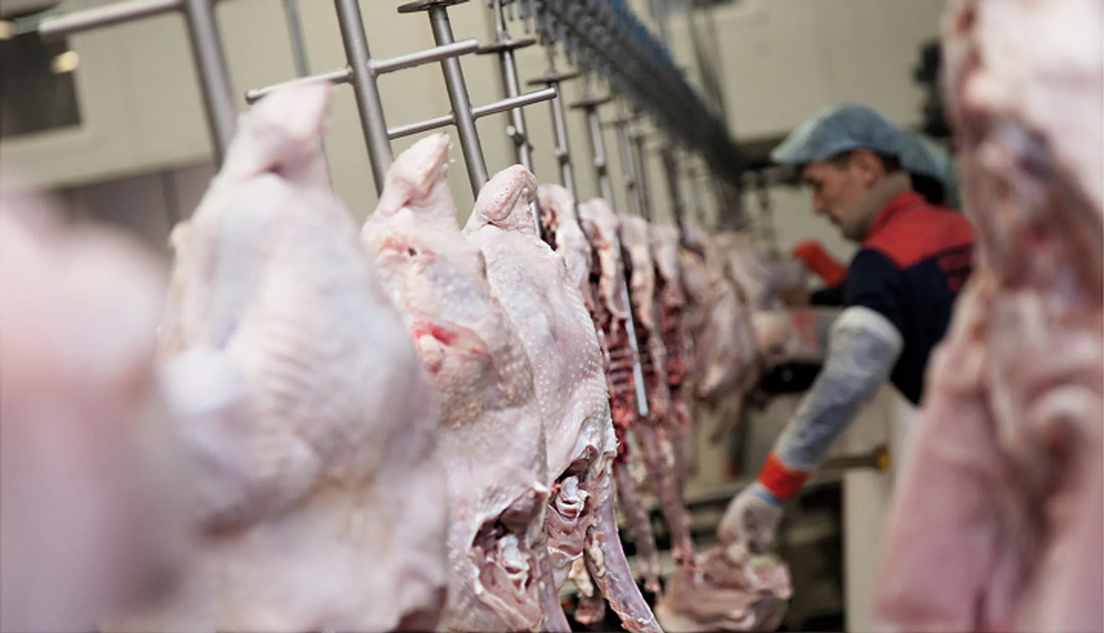 ЮКО экспортировала более 3 тысяч тонн мяса - Image Kapital.kz