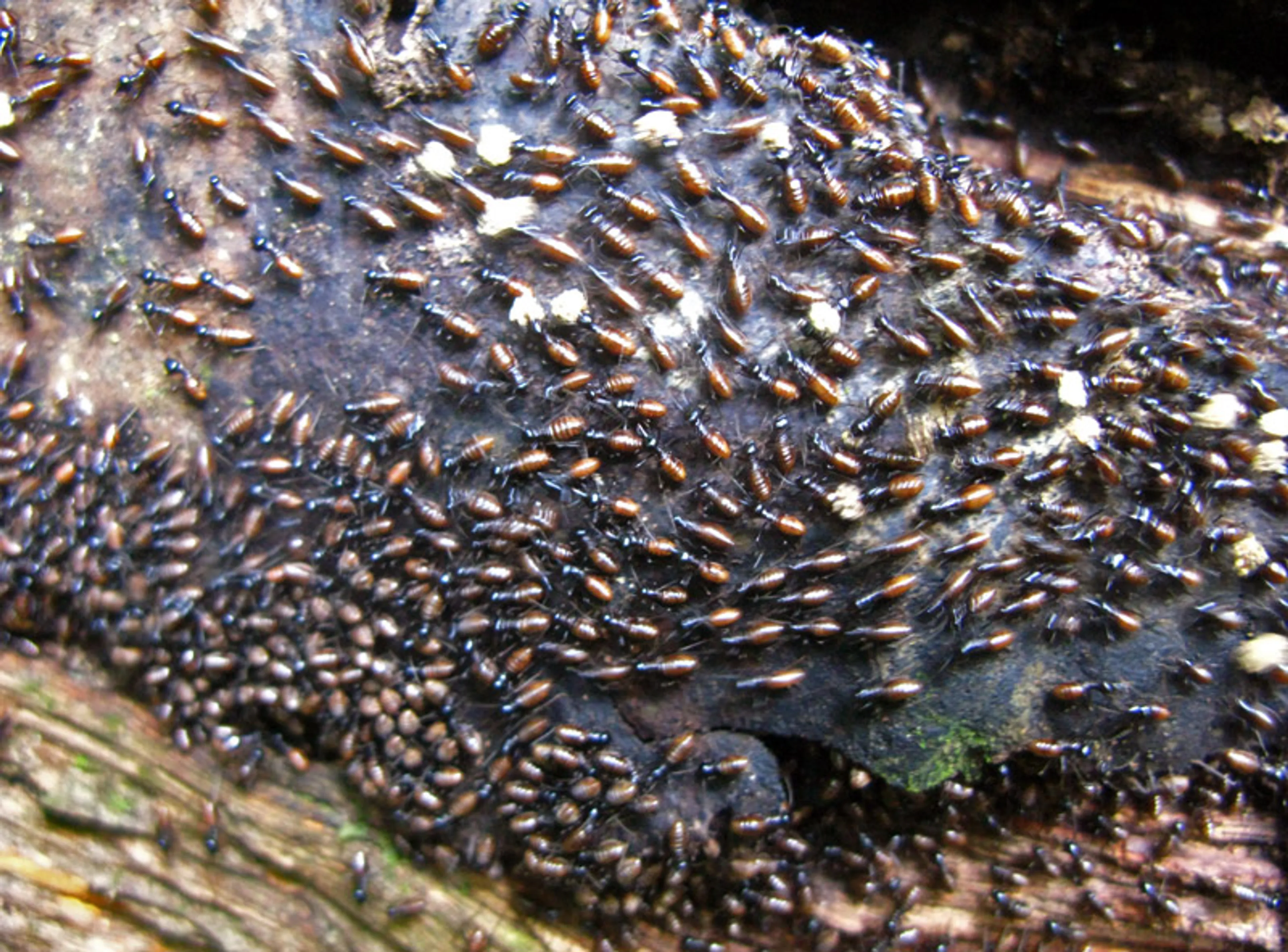 Капитал - Термит-апокалипсис в США