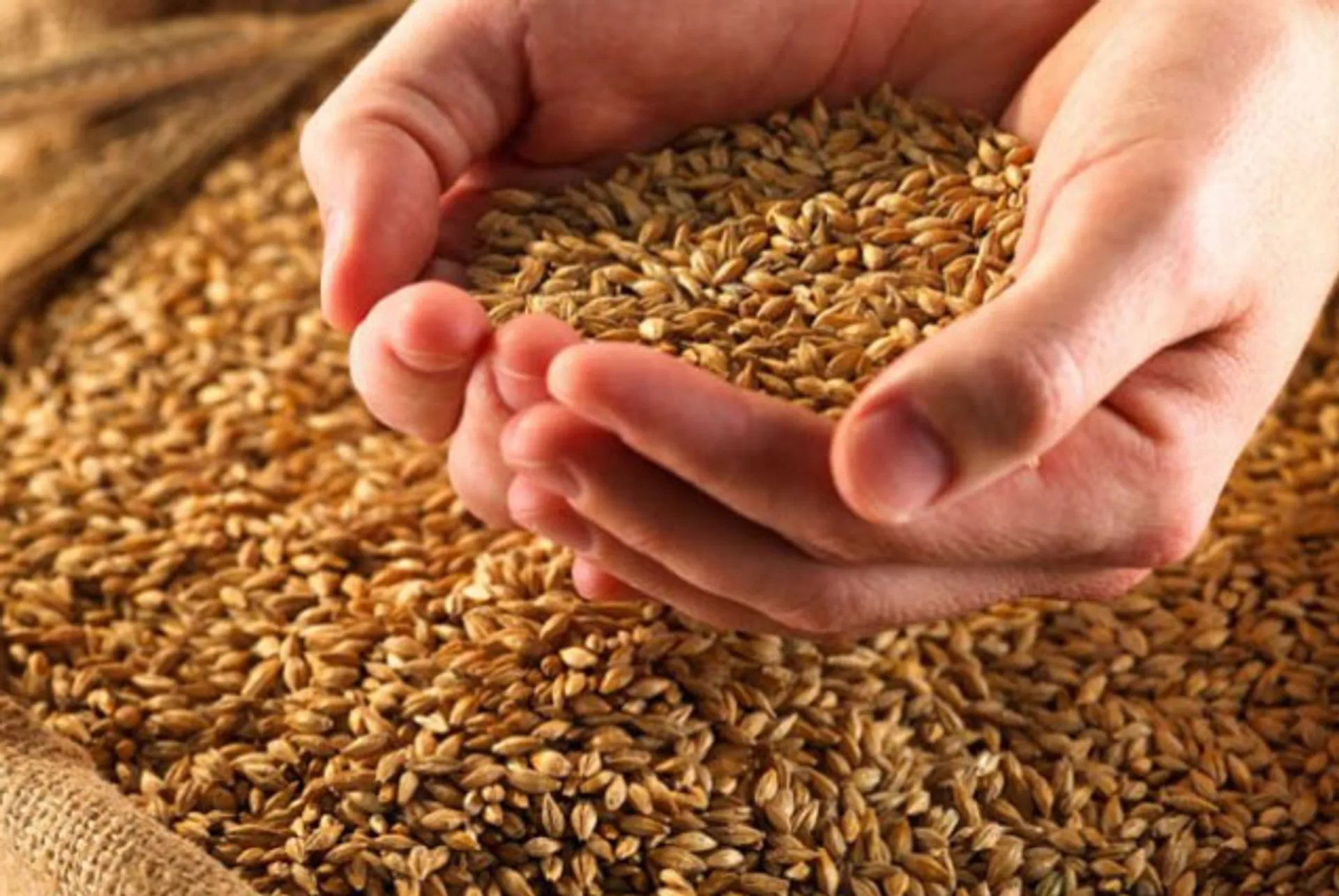 Капитал - Аграрии получили свыше 800 млн тенге на закуп семян