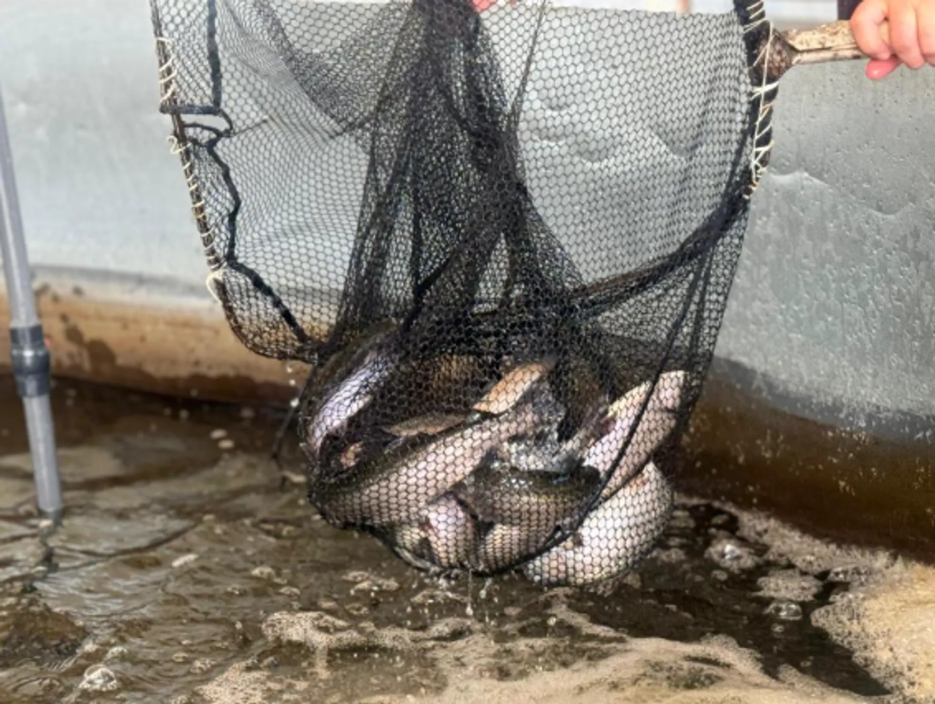 Капитал - В рыбной отрасли Казахстана наблюдается устойчивый рост