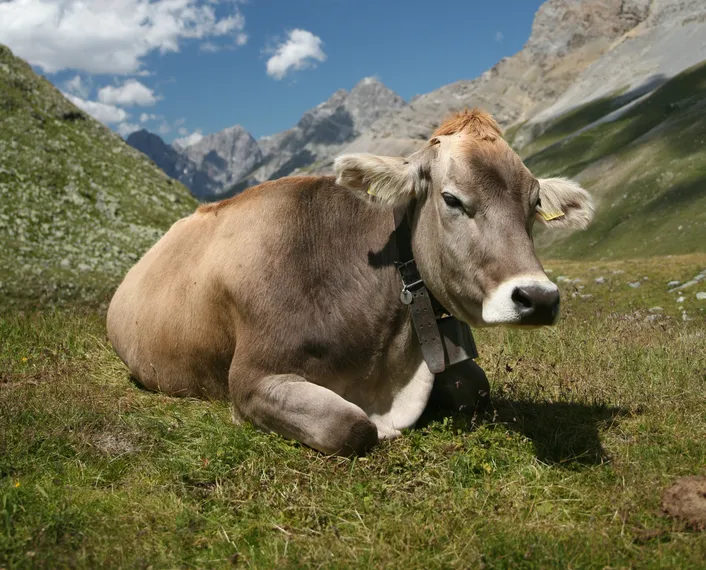 Капитал - Что мешает молочному животноводству в Казахстане?