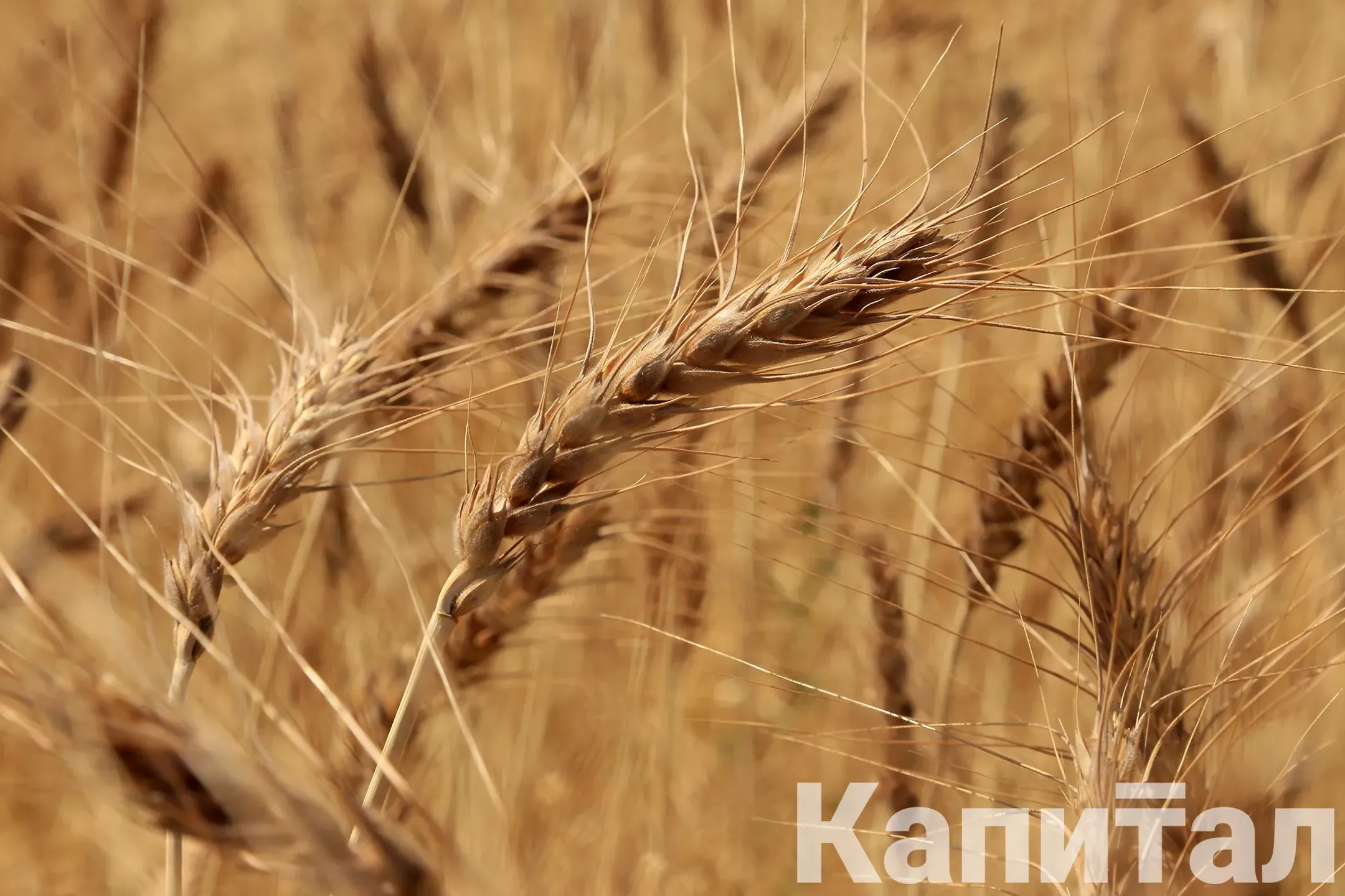 Изображение Kapital.kz