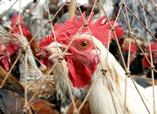 Капитал - Кыргызстан ввел запрет на ввоз мяса птицы из Китая из-за птичьего гриппа