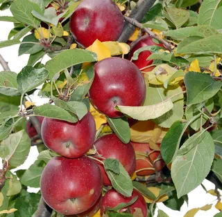 Капитал - Старинный яблоневый сад возрождают в Восточном Казахстане