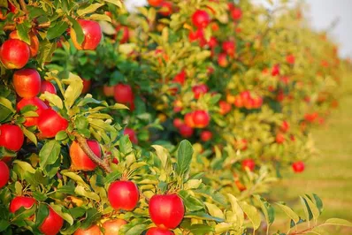 В Алматинской области высадят интенсивный фруктовый сад на 1000 га