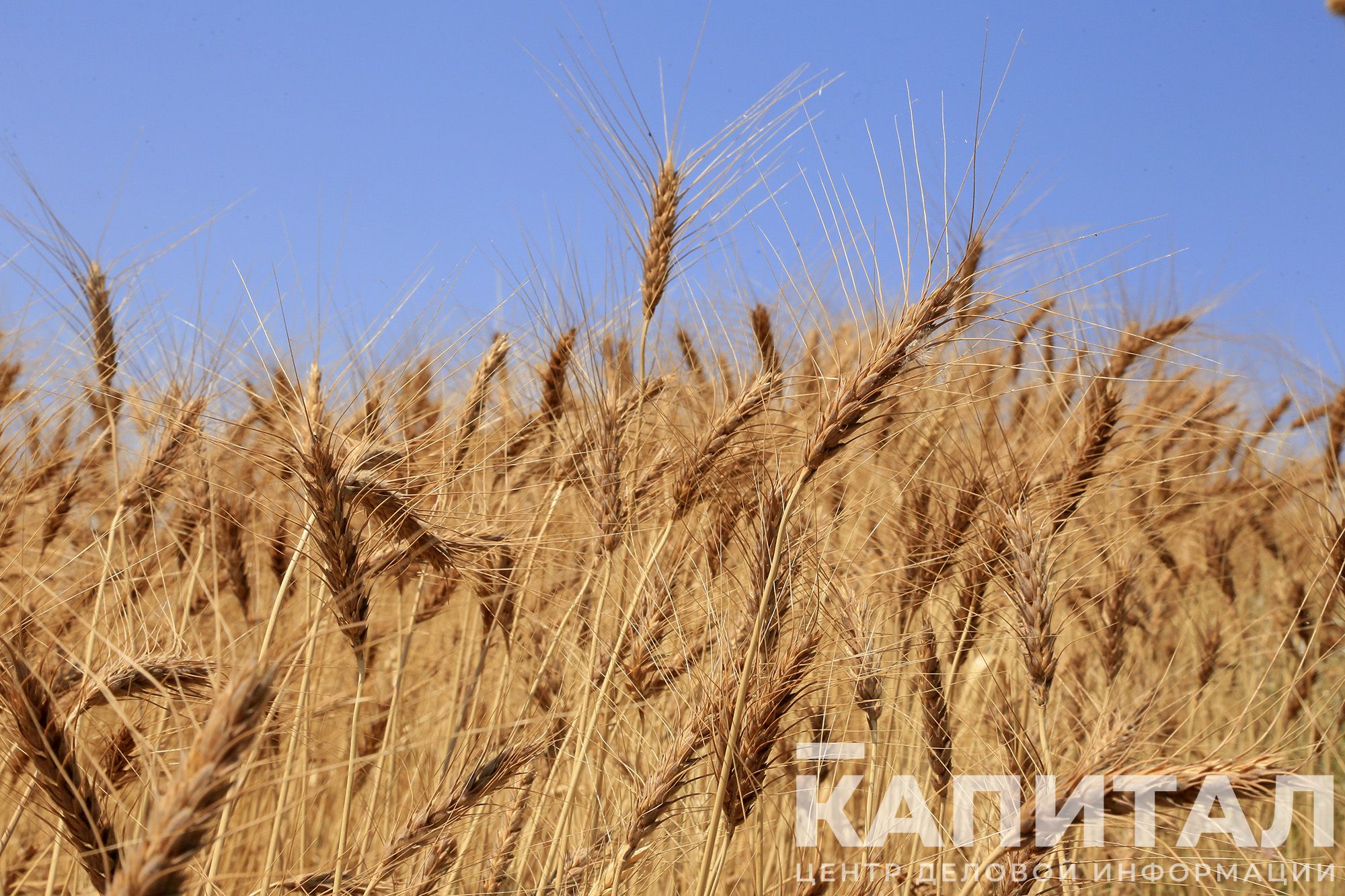 Фото: Руслан Пряников