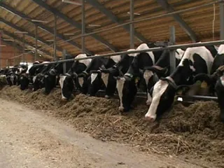 Капитал - Генетический потенциал в животноводстве РК на низком уровне