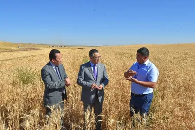 В Южно-Казахстанской области началась уборка урожая
