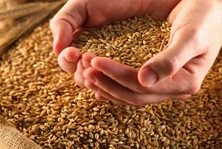 Капитал - Аграрии получили свыше 800 млн тенге на закуп семян