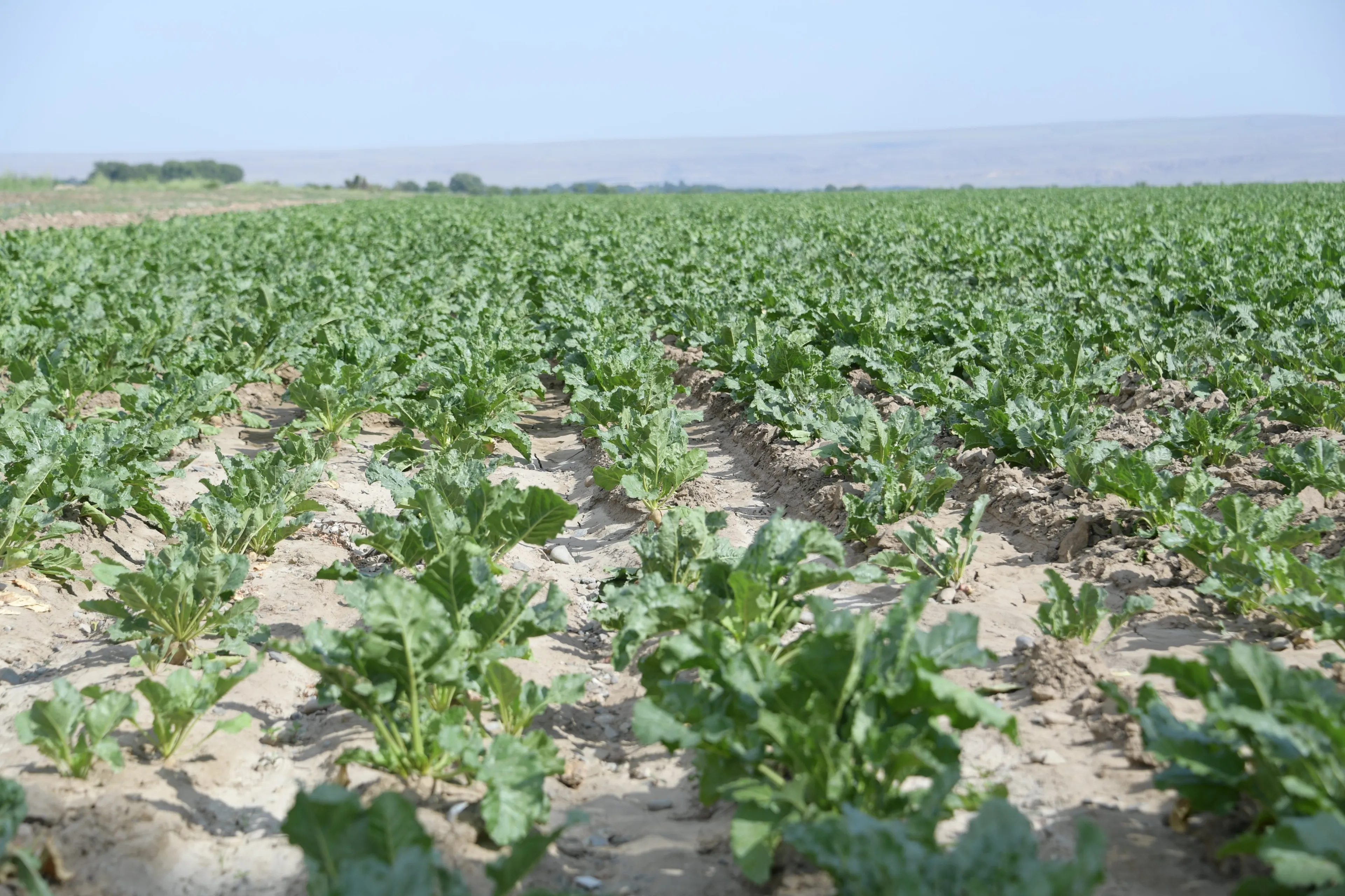 Капитал - До 15 тысяч га увеличат посевы сахарной свеклы в области Жетісу