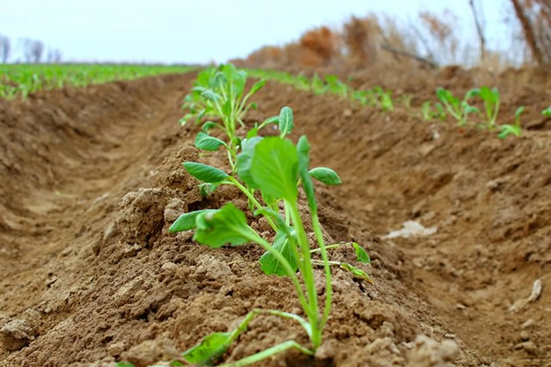 Капитал - АО Казмакта выплатило долг крестьянским хозяйствам
