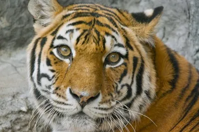 Вскрытие показало от чего пала тигрица Куралай