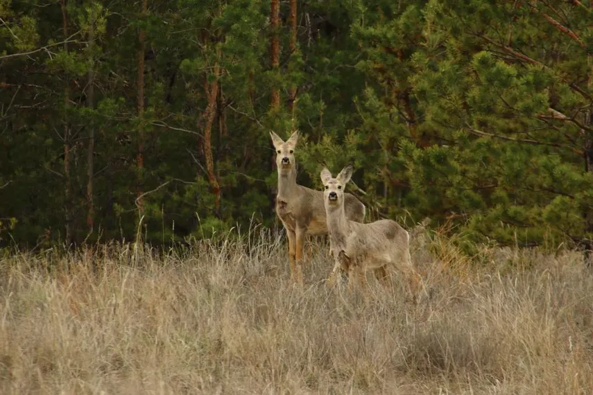 Фото: Прокуратура Костанайской области 