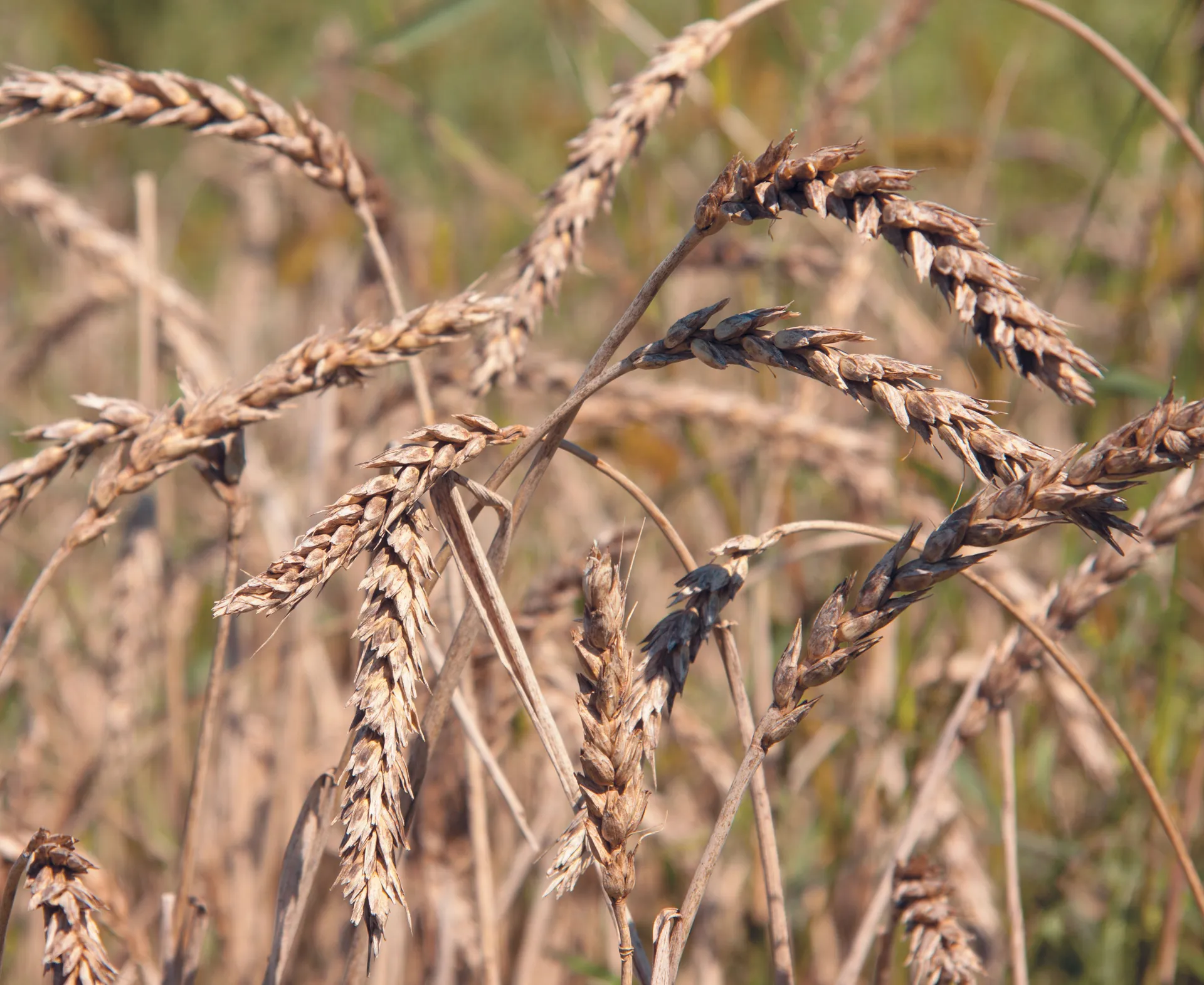 Капитал - В РК погиб урожай на площади 120 тыс. га