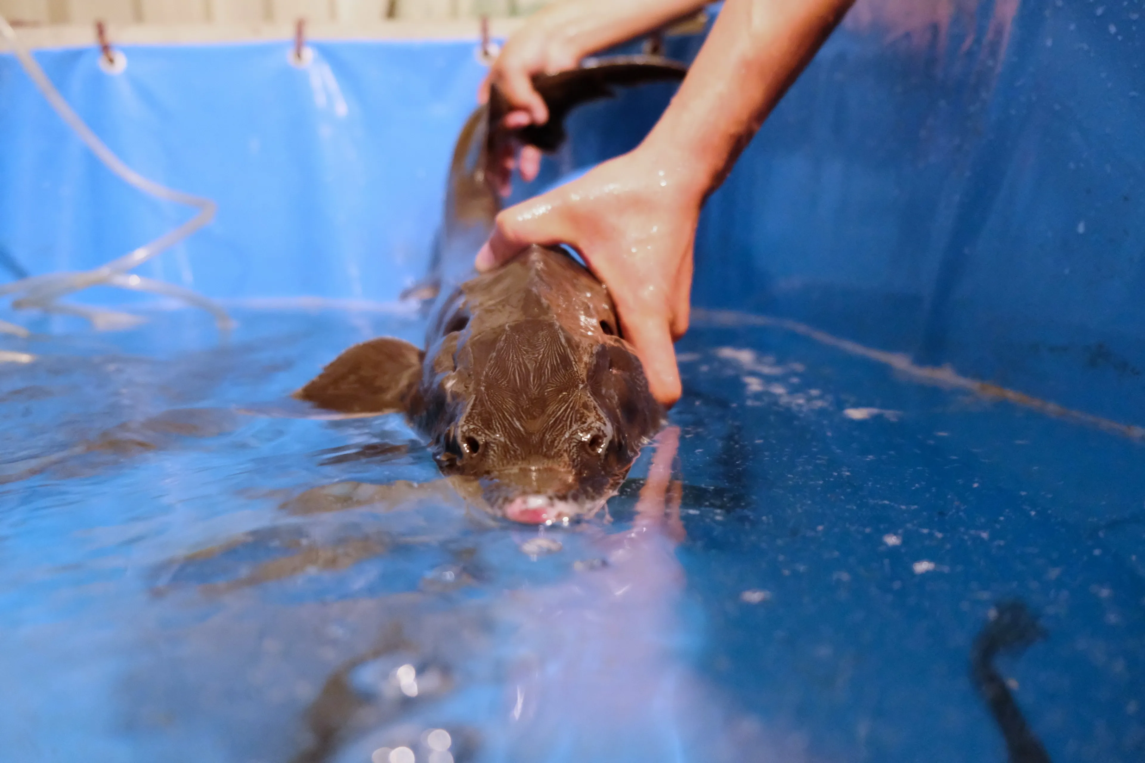 Капитал - Производство рыбной продукции подскочило на 10% за год