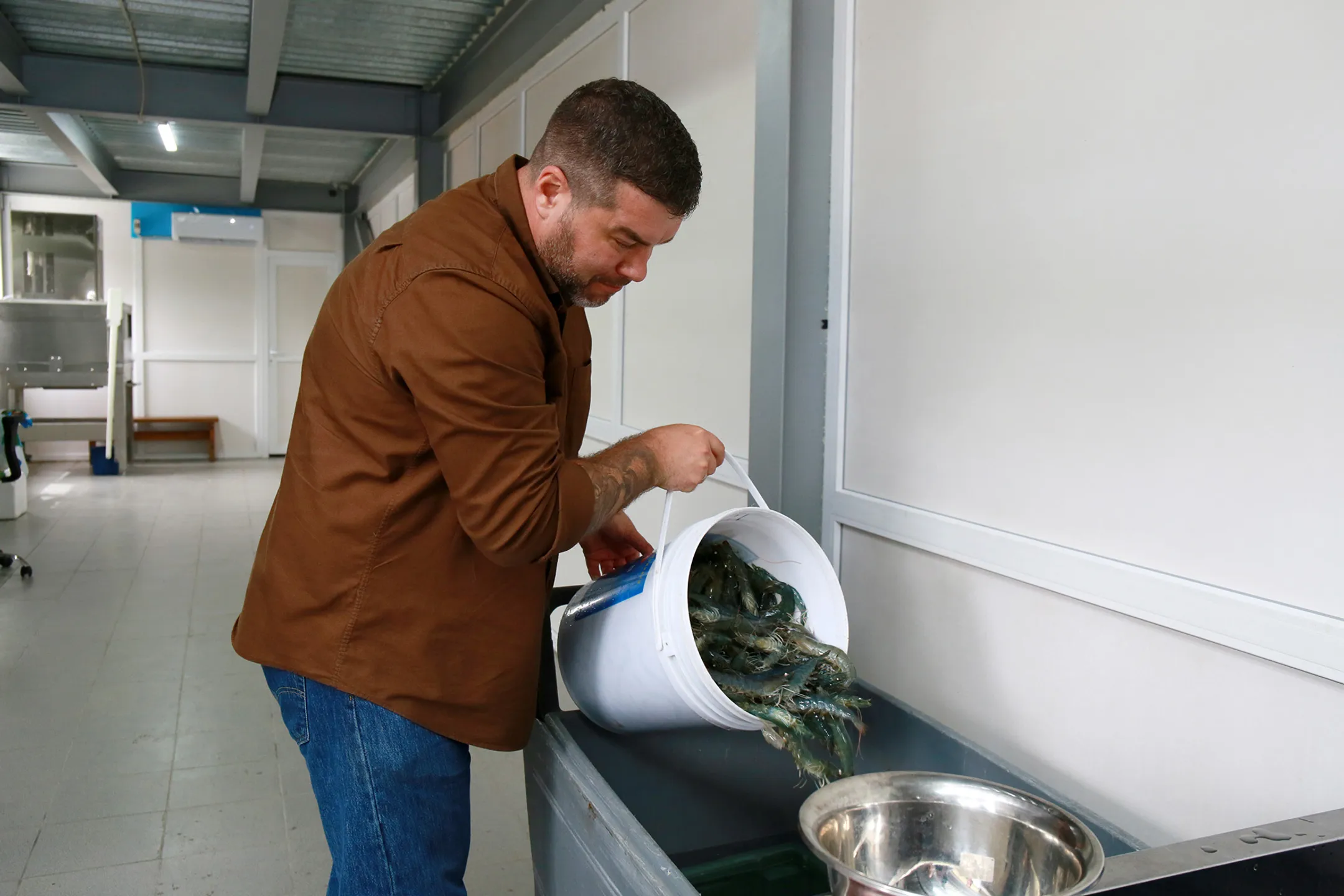 Выловленные креветки пересыпаются в емкость со льдом, чтобы они снизили активность<br>