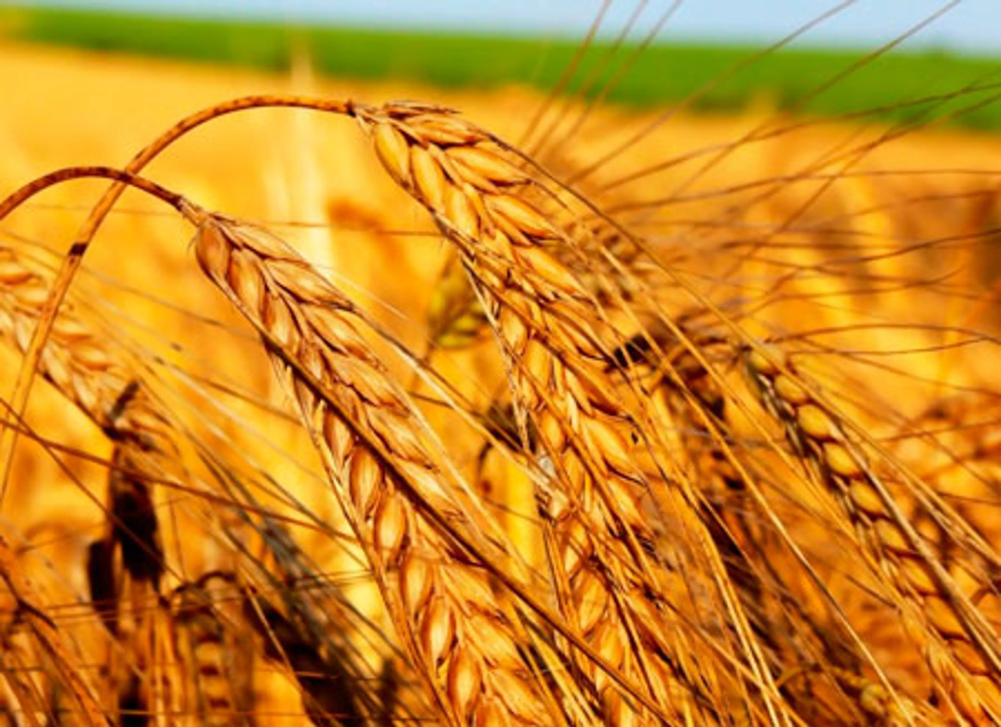 Капитал - Более 8 млрд. тенге субсидий получат аграрии ВКО