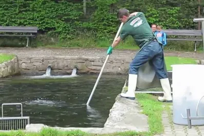 На разведение ценных пород рыб предусмотрено 1,8 млрд тенге