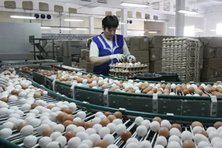 Капитал - Тухлые яйца из России поступают в Казахстан