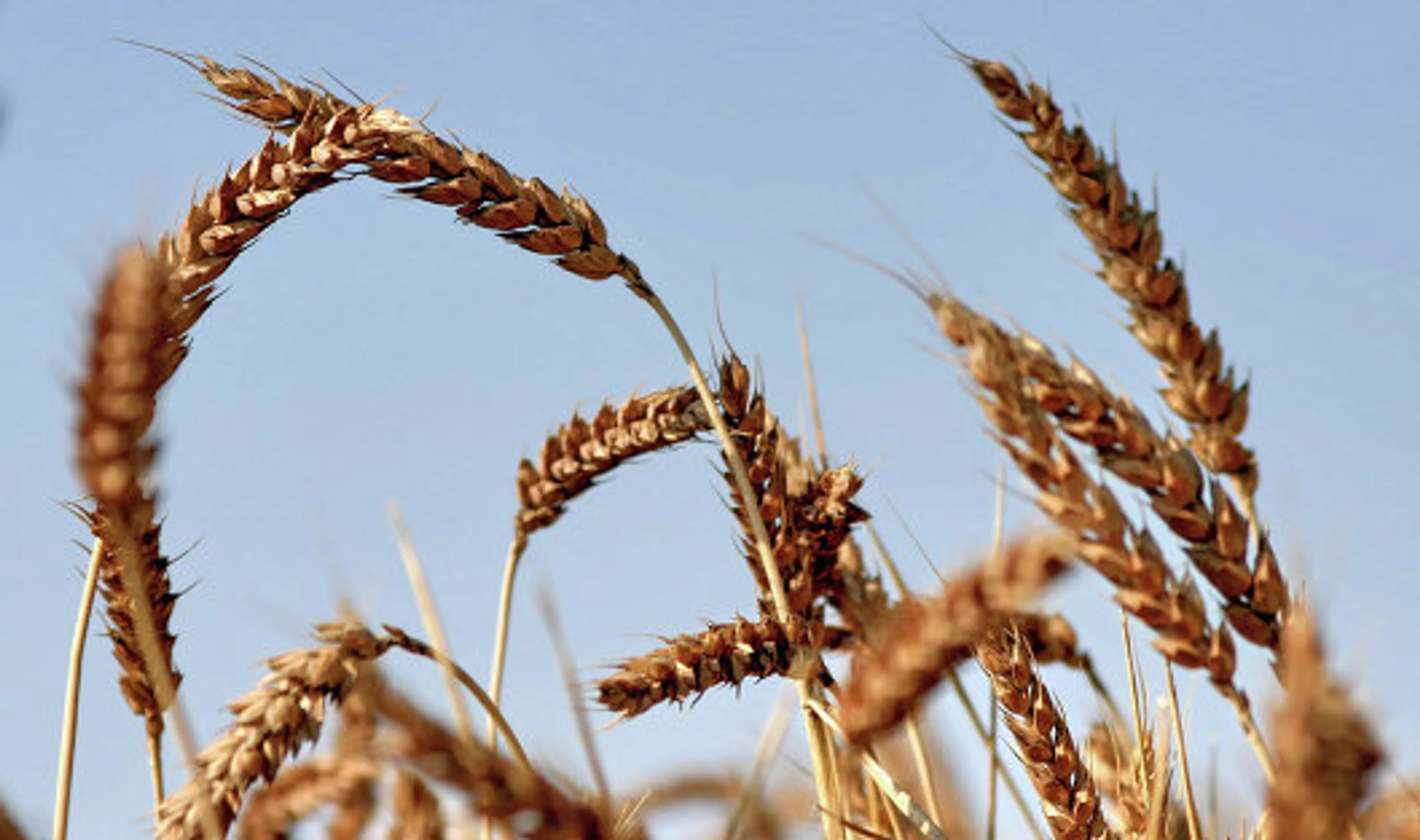 Капитал - Новую систему субсидирования АПК представят в марте