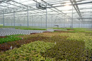 Капитал - Инновации в освещении повышают производительность теплиц