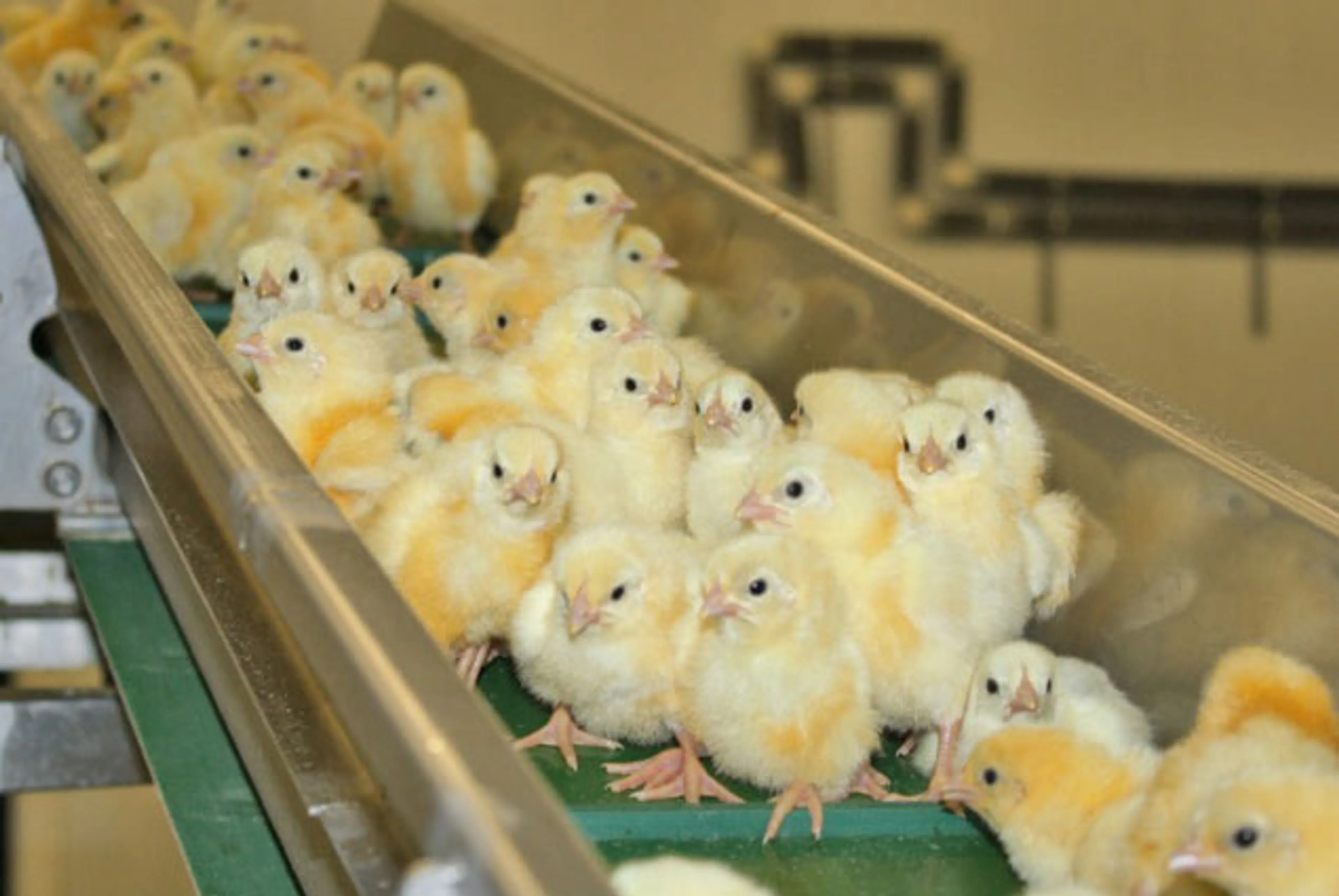 Капитал - Для Костанайской птицефабрики будут искать инвесторов