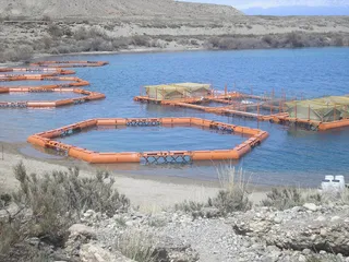 Капитал - Норвегия поможет развивать рыбоводство в Казахстане