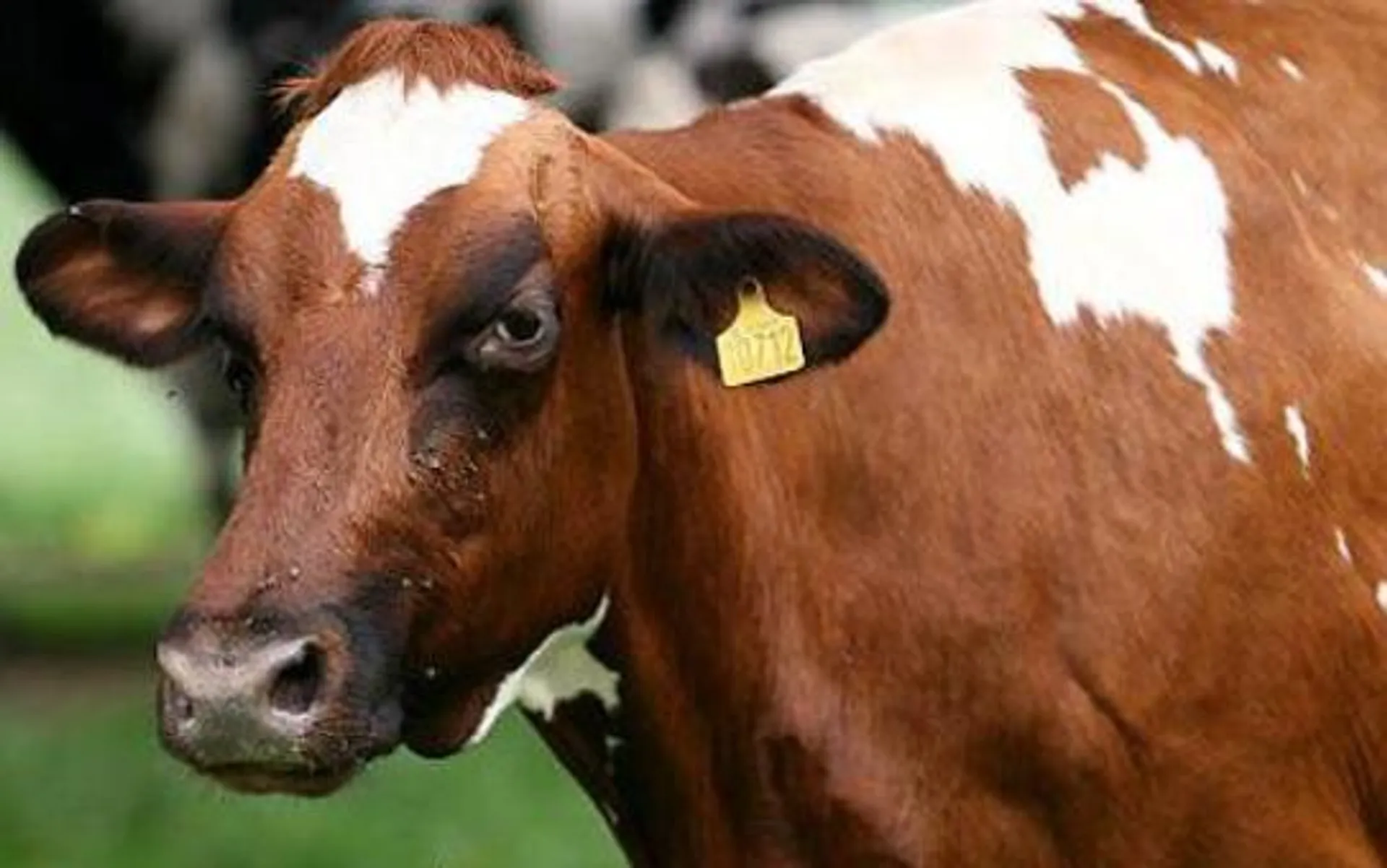 Капитал - По программе «Сыбага» реализованы 2 тыс. проектов