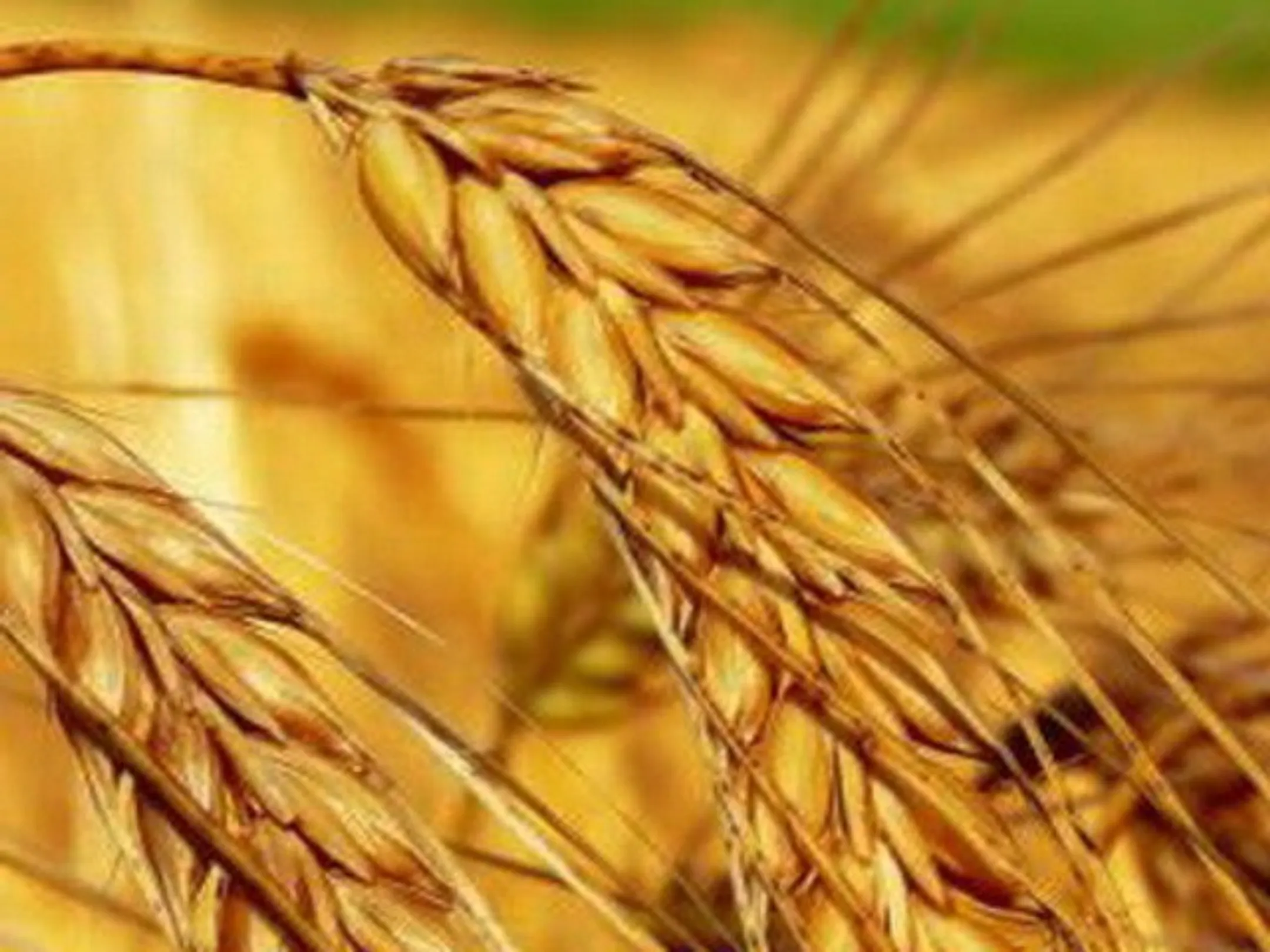 Статагентство: Показатели по урожаю завышены - Image Kapital.kz