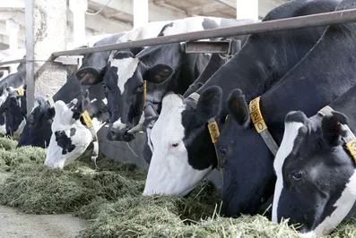 Торговый союз США разорит канадских фермеров