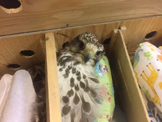 Капитал - В ОАЭ пытались вывезти живых соколов-балобанов