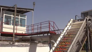 Капитал - В Арыси завод по переработке томатов расширяет производство