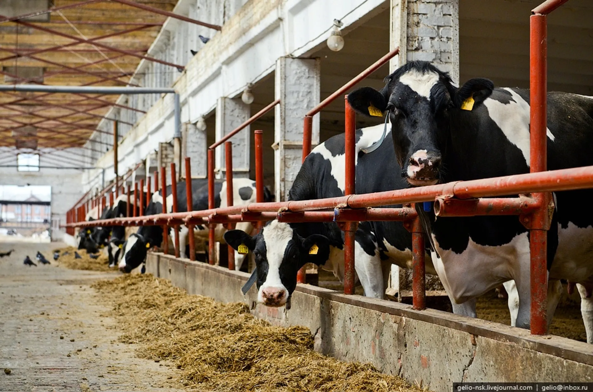 Капитал - Завод по переработке мяса построят на западе