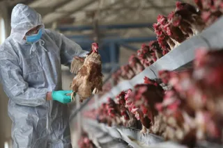 Meatinfo.ru