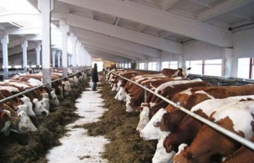 Капитал - Казахстан отстает от плана по строительству откормплощадок