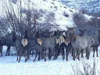 Капитал - В Алматинской области занялись разведением маралов