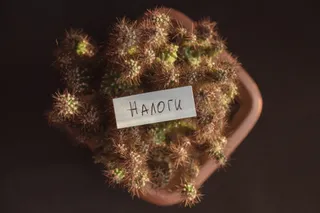 Фото: Валерия Змейкова