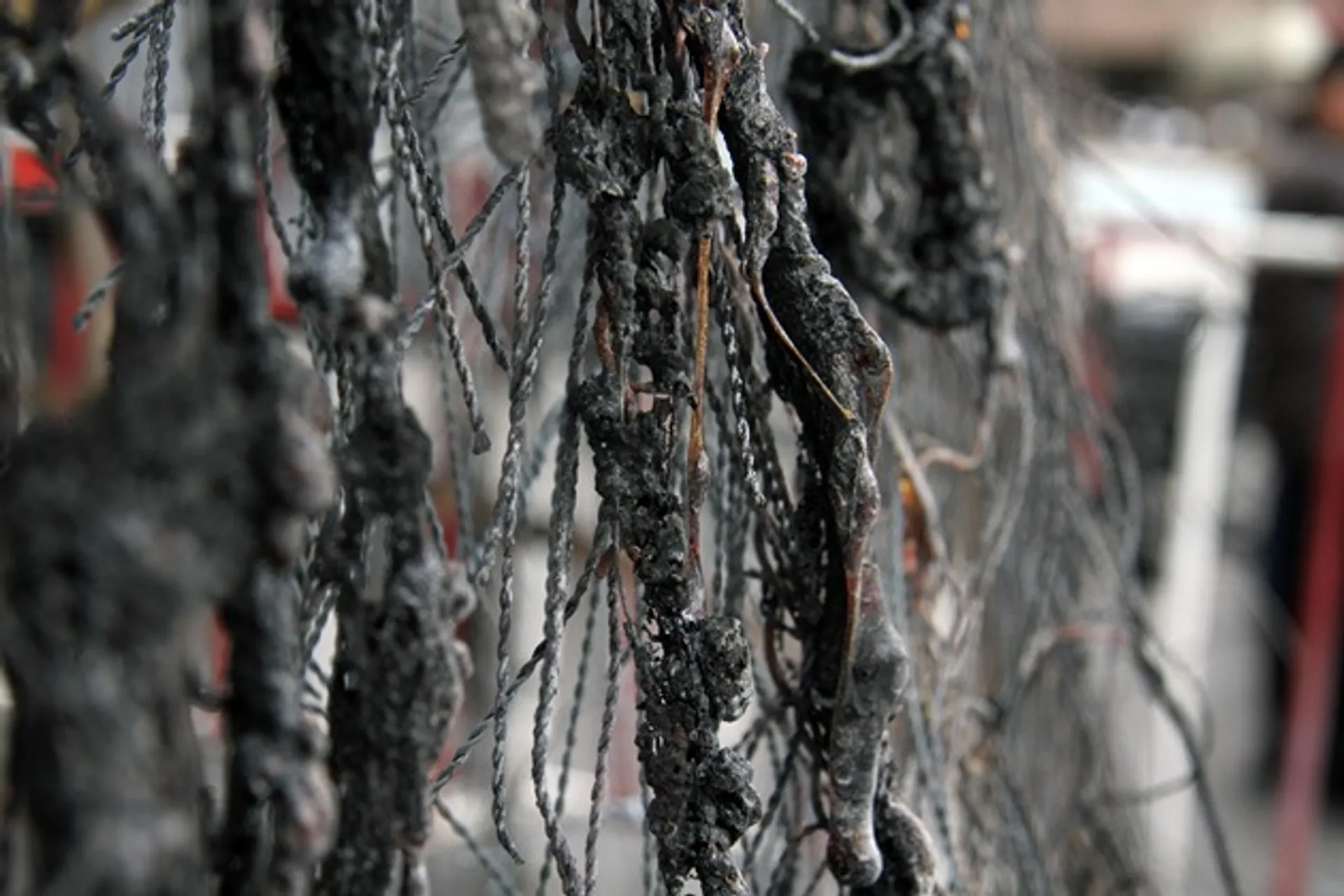 Капитал - Из-за возгорания ели в Алматы повреждены 4 машины