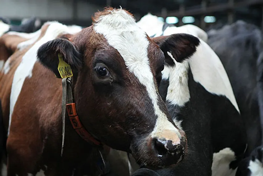 Капитал - На юге Казахстана иранцы построят мясокомбинат