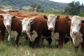 Капитал - За 7 лет было необоснованно уничтожено 370 тыс. голов скота