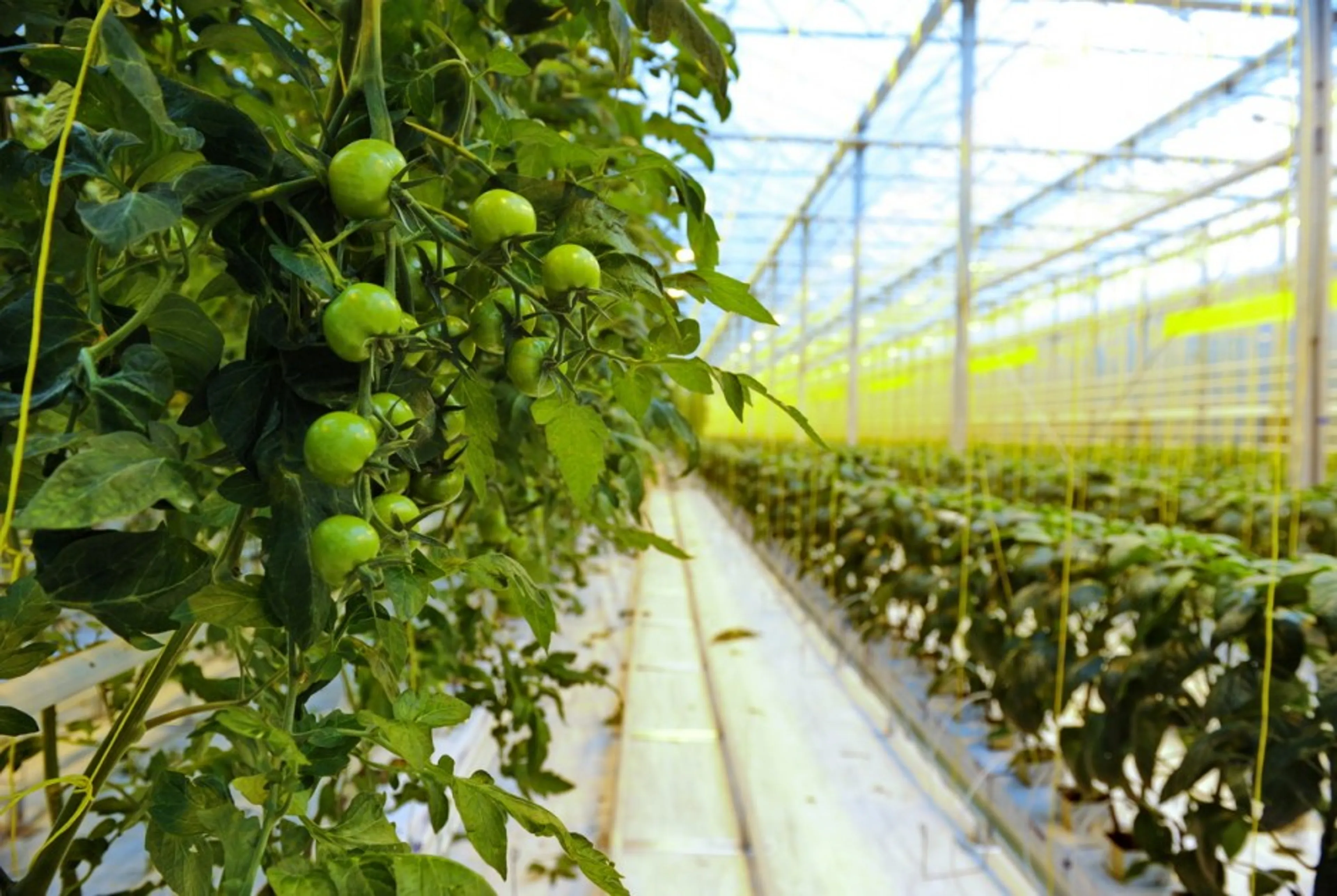 Капитал - Сельское хозяйство в центре внимания инвестиционного интереса