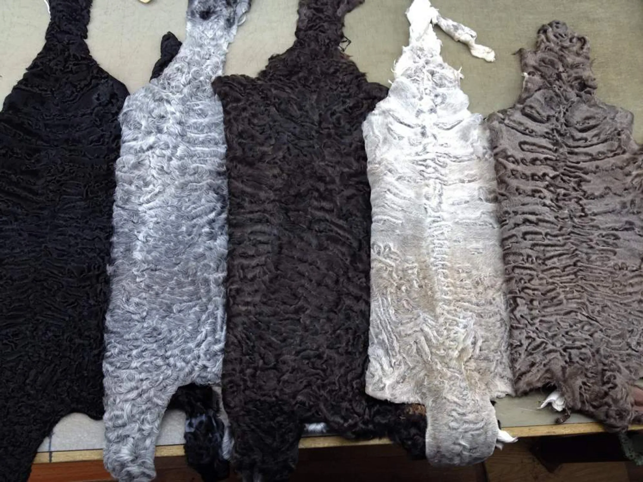 Шкурки каракуля из Южного Казахстана пойдут на экспорт - Image Kapital.kz