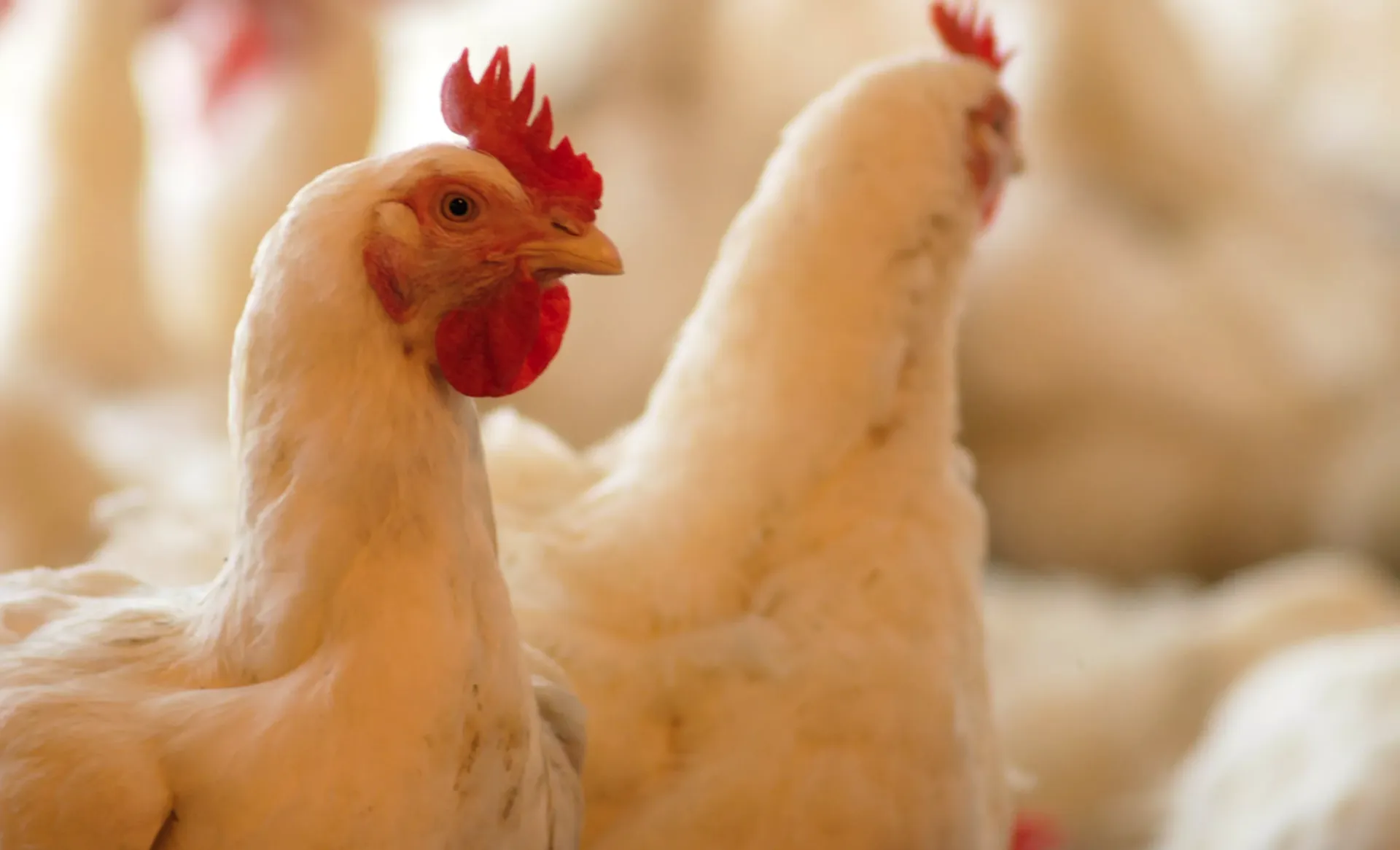 Капитал - Казахстан временно запретил ввоз мяса птицы из Ирана