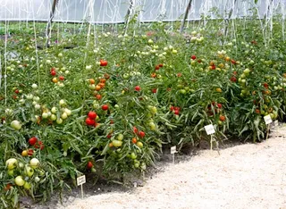 Капитал - Казахстанцев обеспечат овощами