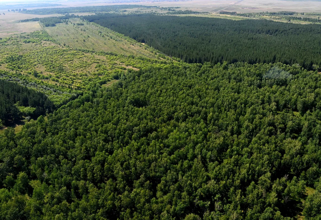 Нурсултан Назарбаев предложил придать «зеленому поясу» столицы статус нацпарка - фото kapital.kz