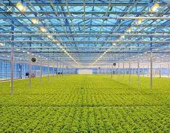 Польские инвесторы строят промышленную теплицу в Казахстане