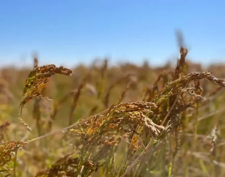 Капитал - Қызылордалық күріш компаниясы өзге елдердің нарығына қалай шыға алды