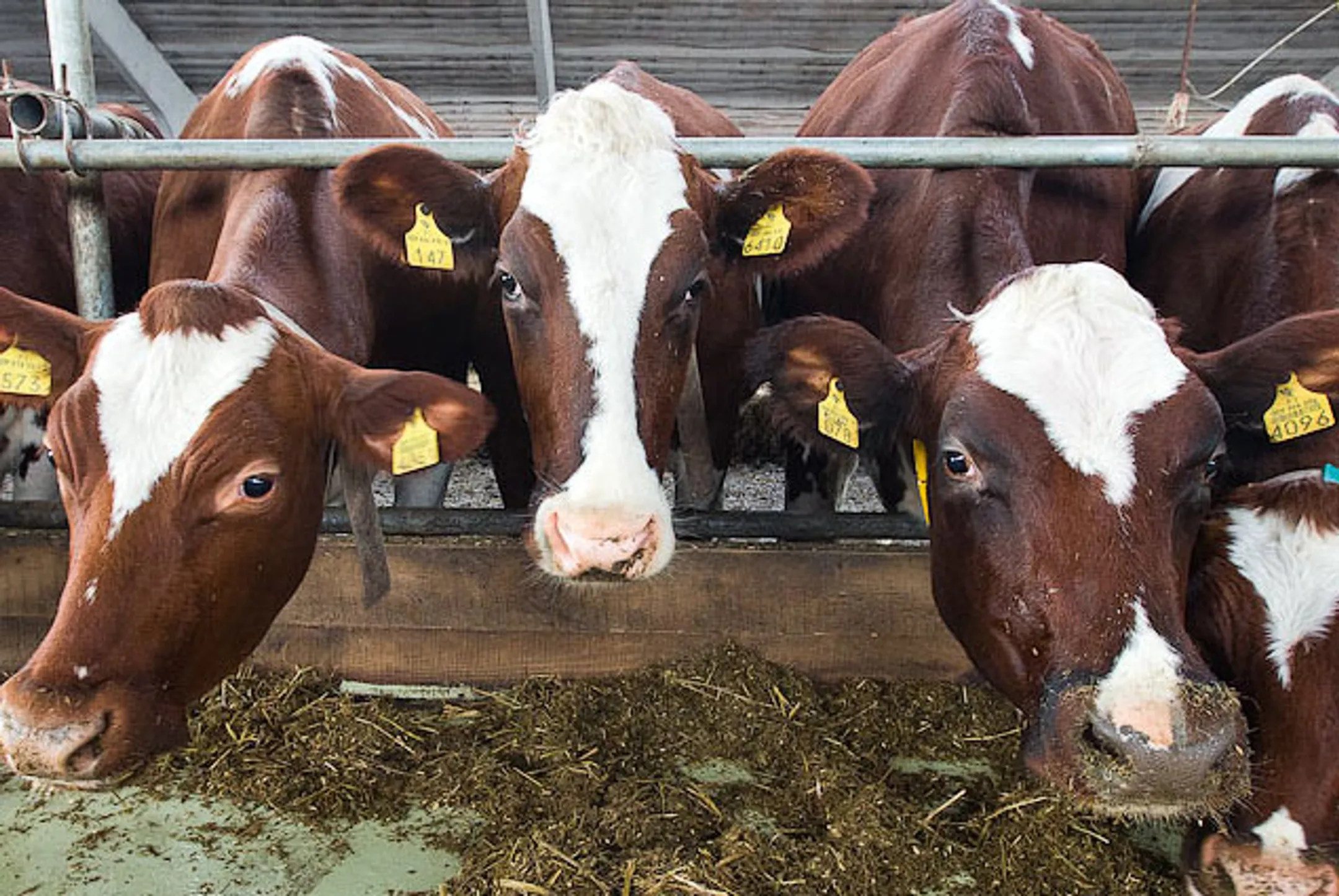 Китай создает гигантскую молочную ферму - Image Kapital.kz