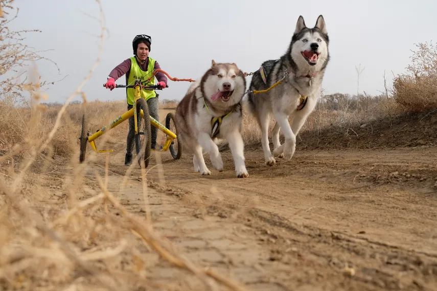 Капитал - Гонки на собачьих упряжках прошли в Алматы
