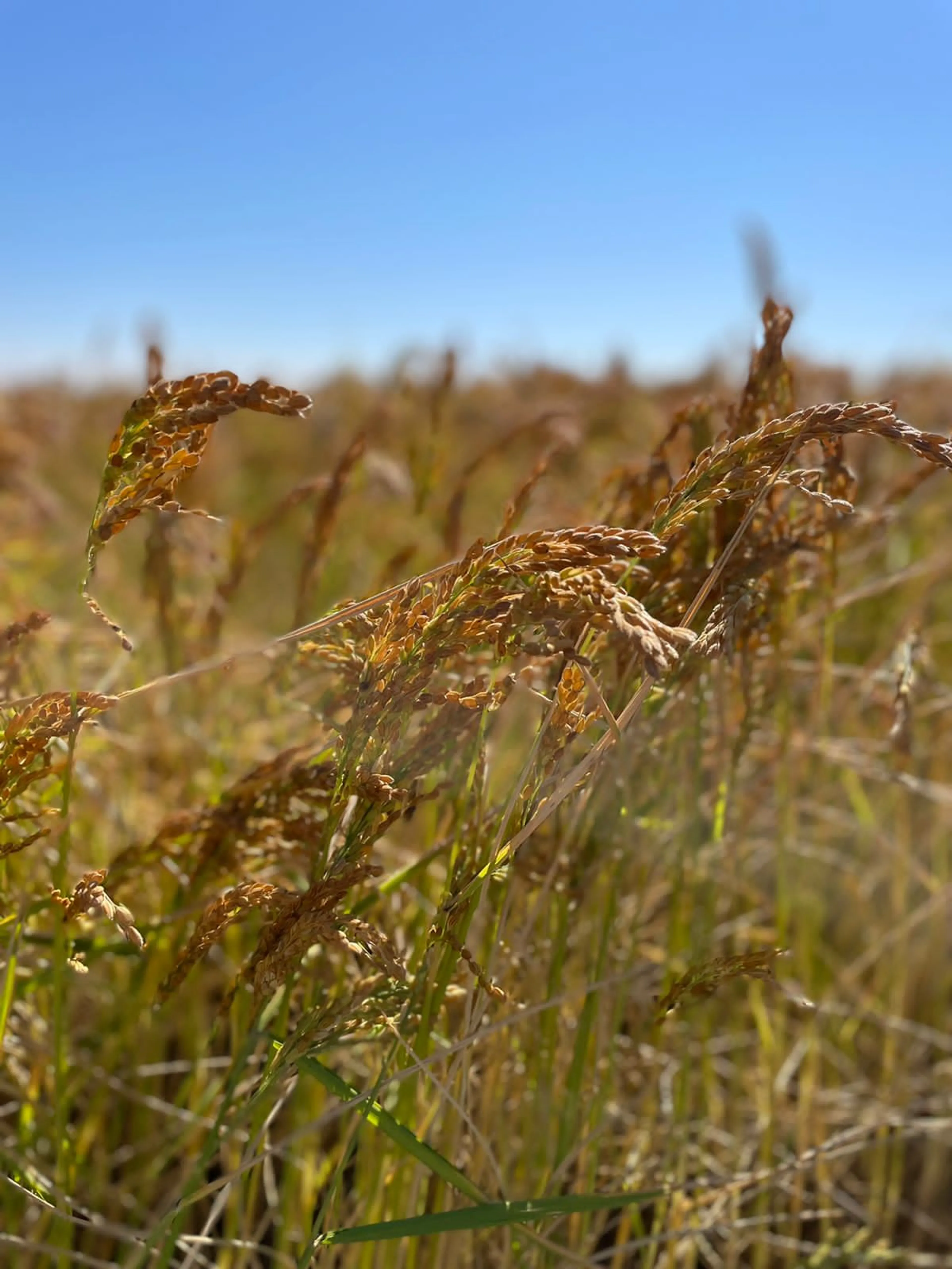 Капитал - Как кызылординская рисовая компания выходит на рынки других стран